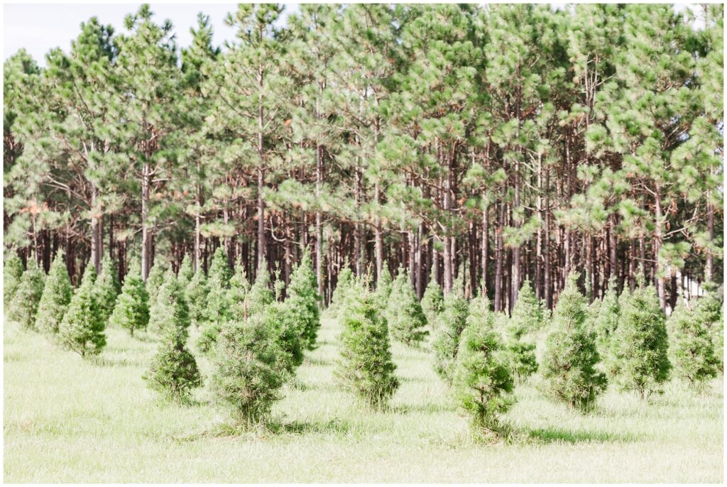 Booths Christmas Tree Farm