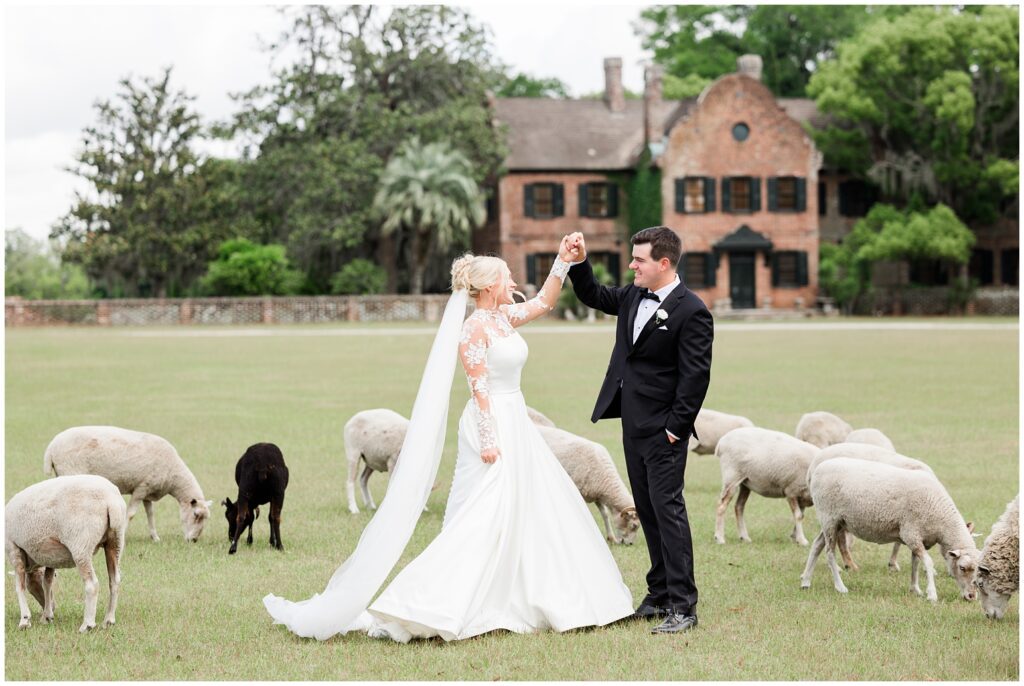 Sheep in a lush green field near Middleton Place wedding ceremony in Charleston South Carolina