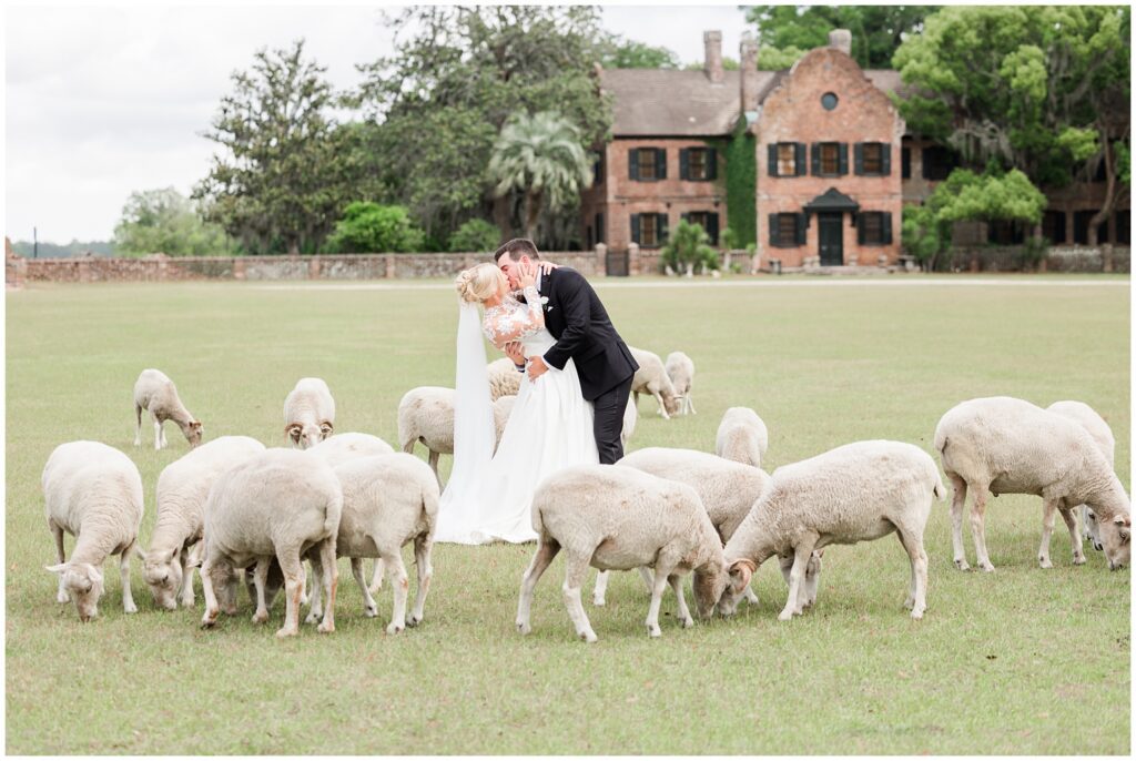 Sheep in a lush green field near Middleton Place wedding ceremony in Charleston South Carolina