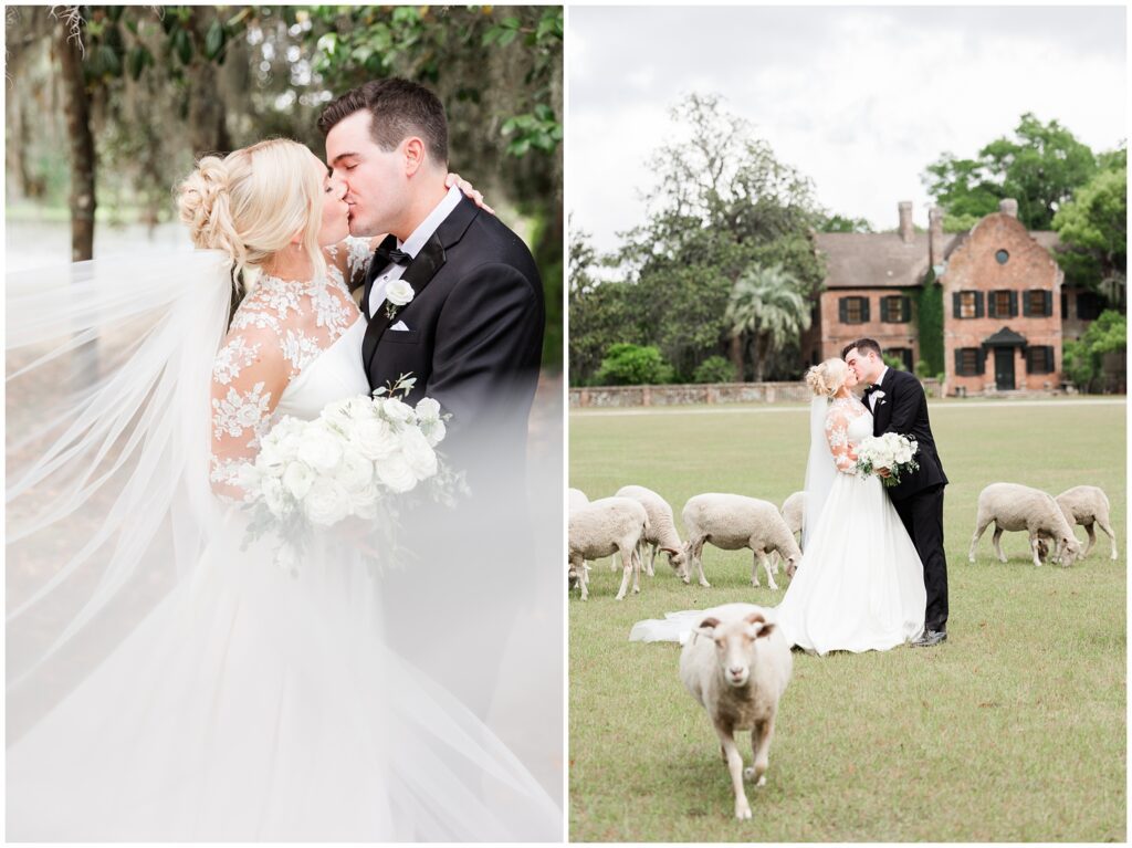 Sheep in a lush green field near Middleton Place wedding ceremony in Charleston South Carolina