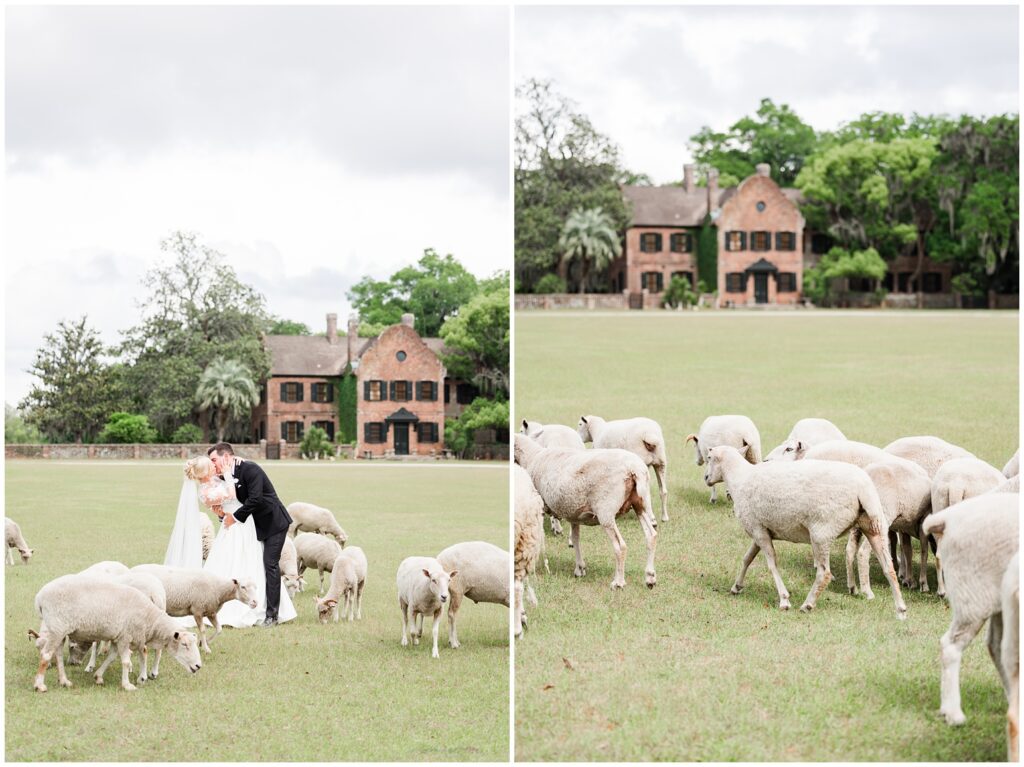Sheep in a lush green field near Middleton Place wedding ceremony in Charleston South Carolina